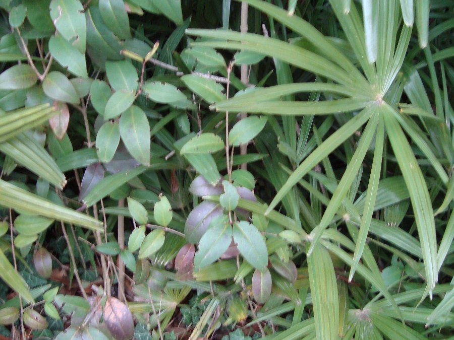 Ligustrum lucidum, ovvero esordio di un''invasione biologica